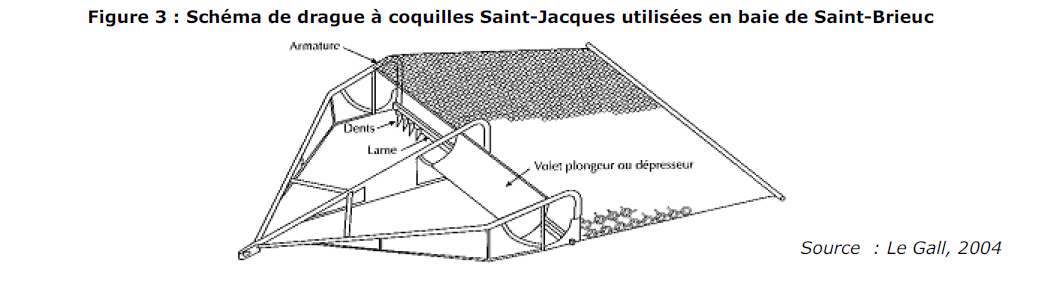 La coquille Saint-Jacques, un modèle de gestion pour le bar ? - Planète Mer